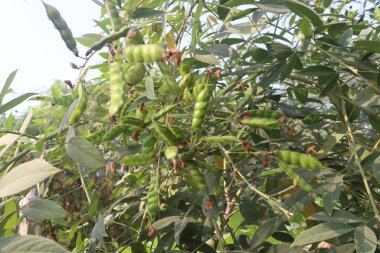 Pigeon peas plant on farm for harvest are cash crops.have dietary fibre which is essential for maintaining digestive health.reduces constipation, cramping, diarrhoea.treat eliminating parasites