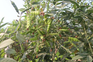 Pigeon peas plant on farm for harvest are cash crops.have dietary fibre which is essential for maintaining digestive health.reduces constipation, cramping, diarrhoea.treat eliminating parasites clipart