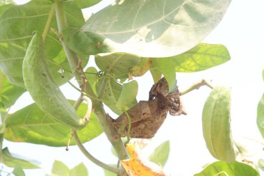 Çiftlikte satılacak dev kalotrop fabrikası nakit mahsulleri. Deri, sindirim, solunum, dolaşım, nörolojik bozukluklar, ateş, fil hastalığı, mide bulantısı, kusma, ishal, artrit, kanser gibi hastalıkları tedavi edebilir.