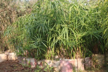 Cyperus papirüs yaprağı bitkisi nakit mahsulüdür. Cyperus alternifolius, hepatoprottive, antibakteriyel, fizyomeditasyon, antioksidan. Yaraları, ateşi, midesi tedavi edebilir.