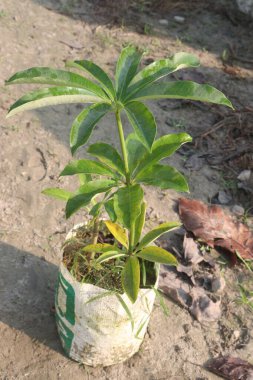 Schefflera leucantha yaprağı fabrikasında satılık nakit mahsuller var. Parlak, dolaylı ışığı tercih eder, çok fazla ışık, ama doğrudan ışığa kısa süre maruz kalmaktan hoşlanacaktır. Düşük ışık koşullarına dayanabilir