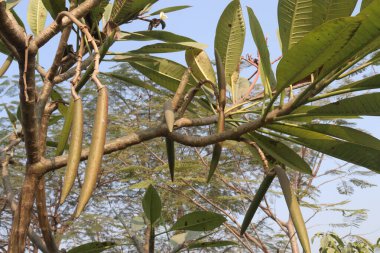 Frangipani tomurcuğu çiftlikte hasat için nakit mahsuldür.