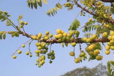 Phyllanthus acidus on tree in farm for sell are cash crops. is somewhat bitter, aromatic, pungent, sour, enhances appetite.treatment of bronchitis, biliousness, urinary concentrations, piles clipart