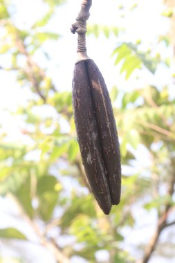 frangipani bud on plant in farm for harvest are cash crops clipart