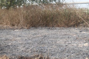 Orman yangını doğayla birlikte yanmış çimenlerin külleri.