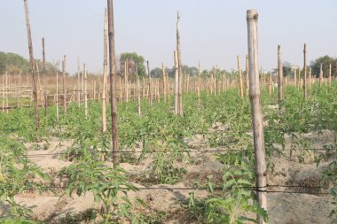 Çiftlikte satılacak domates tohumu nakit mahsulüdür.