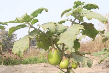 Brinjal on tree in farm for harvest are cash crops. It can blood circulation in the heart due to its essential components such as bioactive compounds, potassium, fibre, Carbohydrate, vitamin B6 clipart