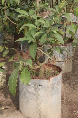 Phytolacca dioica plant on nursery for sell are cash crops. Ethnopharmacological information also revealed that Phytolacca dioica is used to heal skin wounds