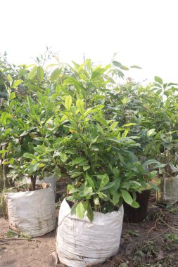 Miracle fruit tree plant on farm for sell are cash crops. is an evergreen shrub. The berry, leaf, and seed oil are used as medicine. People use miracle fruit for diabetes, obesity clipart