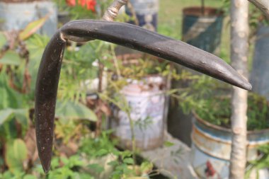 Frangipani tomurcuğu çiftlikte hasat için nakit mahsuldür.