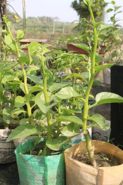 Çiftlikteki Malabar ıspanağı nakit ürünleridir.Kalsiyum, A vitamini, magnezyum, protein, bol miktarda fosfor, potasyum yanı sıra B kompleksi vitaminler, B6 vitamini de vardır.