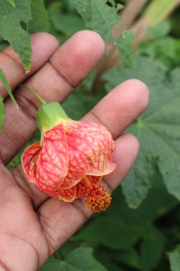 Abutilon pictum çiçeği ve tarlada satılacak süs bitkisi nakit mahsuldür.