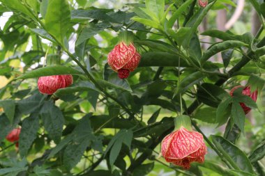 Abutilon pictum çiçeği ve tarlada satılacak süs bitkisi nakit mahsuldür.
