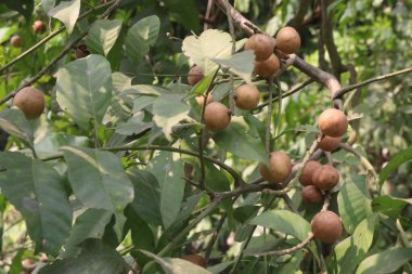 Aphanamixis polystachya bitkisi ormanda. Kanser, solucan istilası, yara, uyku sorunları, karaciğer ve göz hastalıklarını tedavi etmek için.