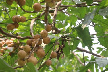 Aphanamixis polystachya bitkisi ormanda. Kanser, solucan istilası, yara, uyku sorunları, karaciğer ve göz hastalıklarını tedavi etmek için.