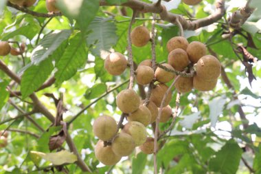 Aphanamixis polystachya bitkisi ormanda. Kanser, solucan istilası, yara, uyku sorunları, karaciğer ve göz hastalıklarını tedavi etmek için.