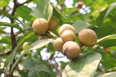 Aphanamixis polystachya bitkisi ormanda. Kanser, solucan istilası, yara, uyku sorunları, karaciğer ve göz hastalıklarını tedavi etmek için.