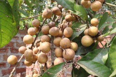 Aphanamixis polystachya bitkisi ormanda. Kanser, solucan istilası, yara, uyku sorunları, karaciğer ve göz hastalıklarını tedavi etmek için.