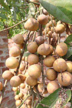 Aphanamixis polystachya bitkisi ormanda. Kanser, solucan istilası, yara, uyku sorunları, karaciğer ve göz hastalıklarını tedavi etmek için.