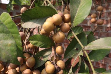 Aphanamixis polystachya bitkisi ormanda. Kanser, solucan istilası, yara, uyku sorunları, karaciğer ve göz hastalıklarını tedavi etmek için.