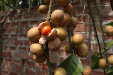 Aphanamixis polystachya bitkisi ormanda. Kanser, solucan istilası, yara, uyku sorunları, karaciğer ve göz hastalıklarını tedavi etmek için.
