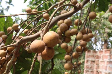 Aphanamixis polystachya bitkisi ormanda. Kanser, solucan istilası, yara, uyku sorunları, karaciğer ve göz hastalıklarını tedavi etmek için.
