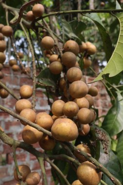 Aphanamixis polystachya bitkisi ormanda. Kanser, solucan istilası, yara, uyku sorunları, karaciğer ve göz hastalıklarını tedavi etmek için.
