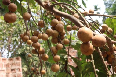 Aphanamixis polystachya bitkisi ormanda. Kanser, solucan istilası, yara, uyku sorunları, karaciğer ve göz hastalıklarını tedavi etmek için.