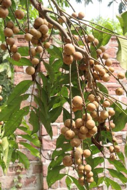 Aphanamixis polystachya bitkisi ormanda. Kanser, solucan istilası, yara, uyku sorunları, karaciğer ve göz hastalıklarını tedavi etmek için.