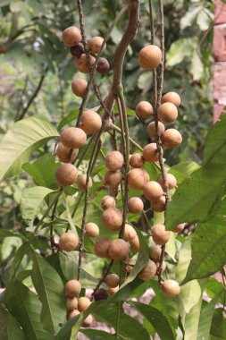 Aphanamixis polystachya bitkisi ormanda. Kanser, solucan istilası, yara, uyku sorunları, karaciğer ve göz hastalıklarını tedavi etmek için.