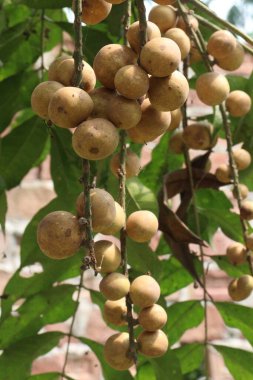 Aphanamixis polystachya bitkisi ormanda. Kanser, solucan istilası, yara, uyku sorunları, karaciğer ve göz hastalıklarını tedavi etmek için.