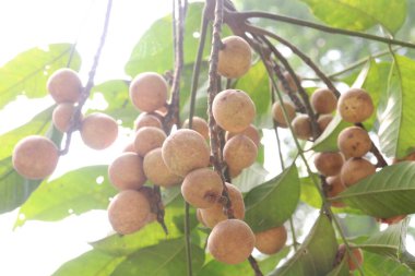 Aphanamixis polystachya bitkisi ormanda. Kanser, solucan istilası, yara, uyku sorunları, karaciğer ve göz hastalıklarını tedavi etmek için.