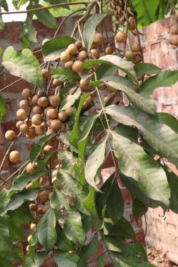 Aphanamixis polystachya bitkisi ormanda. Kanser, solucan istilası, yara, uyku sorunları, karaciğer ve göz hastalıklarını tedavi etmek için.