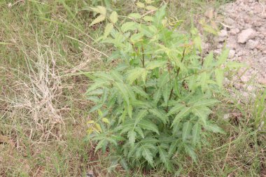 Bahçedeki Azadirachta Indica Ağacı 'nın mantar ve antibakteriyel özellikleri kepekleri yok eder ve saçlarınızı güçlendirir. Neem yağı acıyı azaltabilir.