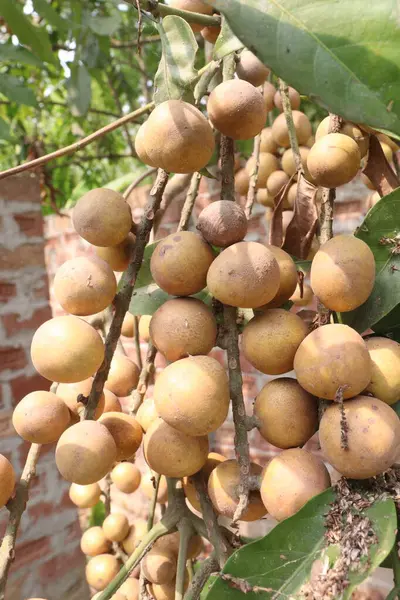 Aphanamixis polystachya bitkisi ormanda. Kanser, solucan istilası, yara, uyku sorunları, karaciğer ve göz hastalıklarını tedavi etmek için.