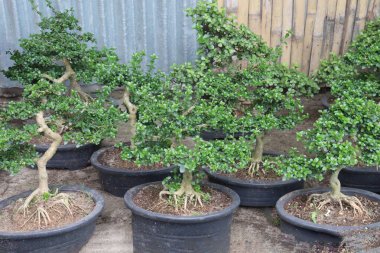 Big Ficus Bonsai ot bitkisinin kreşte satılması nakit mahsuldür.