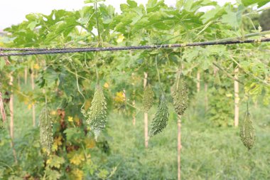 Hasat için çiftlikteki ağaçtaki acı kavun nakit mahsulüdür. Antibakteriyel, antiviral. Kanser, ülser, sıtma, ağrı, iltihap, sedef, disslipidemi ve hipertansiyonu tedavi edin.