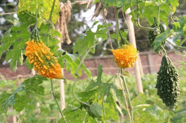 Hasat için çiftlikteki ağaçtaki acı kavun nakit mahsulüdür. Antibakteriyel, antiviral. Kanser, ülser, sıtma, ağrı, iltihap, sedef, disslipidemi ve hipertansiyonu tedavi edin.