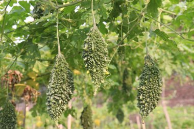 Hasat için çiftlikteki ağaçtaki acı kavun nakit mahsulüdür. Antibakteriyel, antiviral. Kanser, ülser, sıtma, ağrı, iltihap, sedef, disslipidemi ve hipertansiyonu tedavi edin.