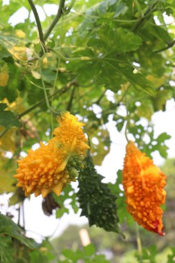 Hasat için çiftlikteki ağaçtaki acı kavun nakit mahsulüdür. Antibakteriyel, antiviral. Kanser, ülser, sıtma, ağrı, iltihap, sedef, disslipidemi ve hipertansiyonu tedavi edin.