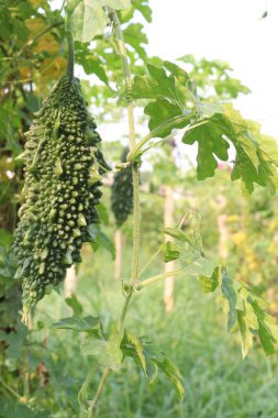 Hasat için çiftlikteki ağaçtaki acı kavun nakit mahsulüdür. Antibakteriyel, antiviral. Kanser, ülser, sıtma, ağrı, iltihap, sedef, disslipidemi ve hipertansiyonu tedavi edin.