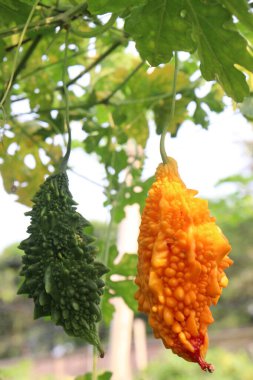 Hasat için çiftlikteki ağaçtaki acı kavun nakit mahsulüdür. Antibakteriyel, antiviral. Kanser, ülser, sıtma, ağrı, iltihap, sedef, disslipidemi ve hipertansiyonu tedavi edin.