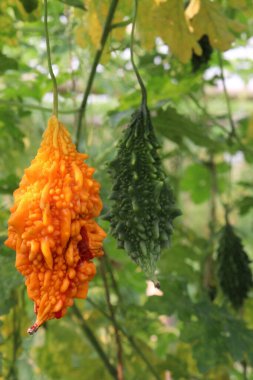 Hasat için çiftlikteki ağaçtaki acı kavun nakit mahsulüdür. Antibakteriyel, antiviral. Kanser, ülser, sıtma, ağrı, iltihap, sedef, disslipidemi ve hipertansiyonu tedavi edin.