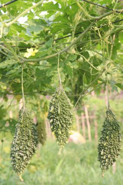 Hasat için çiftlikteki ağaçtaki acı kavun nakit mahsulüdür. Antibakteriyel, antiviral. Kanser, ülser, sıtma, ağrı, iltihap, sedef, disslipidemi ve hipertansiyonu tedavi edin.