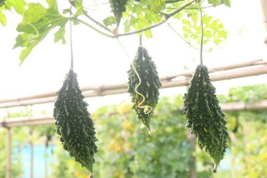 Hasat için çiftlikteki ağaçtaki acı kavun nakit mahsulüdür. Antibakteriyel, antiviral. Kanser, ülser, sıtma, ağrı, iltihap, sedef, disslipidemi ve hipertansiyonu tedavi edin.