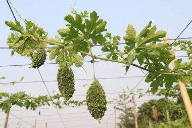 Hasat için çiftlikteki ağaçtaki acı kavun nakit mahsulüdür. Antibakteriyel, antiviral. Kanser, ülser, sıtma, ağrı, iltihap, sedef, disslipidemi ve hipertansiyonu tedavi edin.