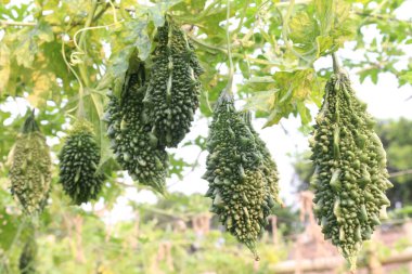 Hasat için çiftlikteki ağaçtaki acı kavun nakit mahsulüdür. Antibakteriyel, antiviral. Kanser, ülser, sıtma, ağrı, iltihap, sedef, disslipidemi ve hipertansiyonu tedavi edin.