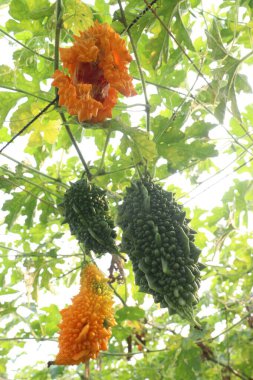 Hasat için çiftlikteki ağaçtaki acı kavun nakit mahsulüdür. Antibakteriyel, antiviral. Kanser, ülser, sıtma, ağrı, iltihap, sedef, disslipidemi ve hipertansiyonu tedavi edin.