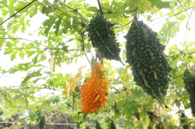 Hasat için çiftlikteki ağaçtaki acı kavun nakit mahsulüdür. Antibakteriyel, antiviral. Kanser, ülser, sıtma, ağrı, iltihap, sedef, disslipidemi ve hipertansiyonu tedavi edin.