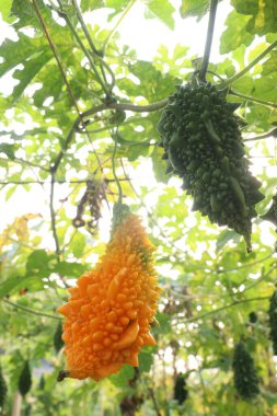 Hasat için çiftlikteki ağaçtaki acı kavun nakit mahsulüdür. Antibakteriyel, antiviral. Kanser, ülser, sıtma, ağrı, iltihap, sedef, disslipidemi ve hipertansiyonu tedavi edin.